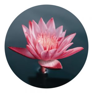 Parfum Lotus Zen